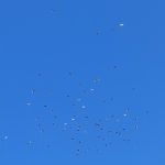 Envols d'oiseaux